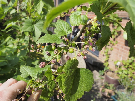 Blackcurrants
