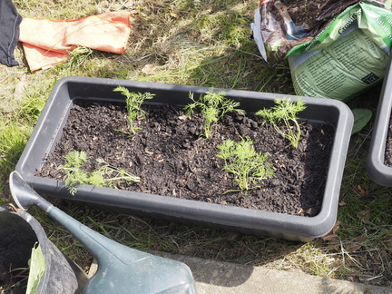 Dill