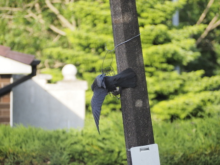 Jackdaw