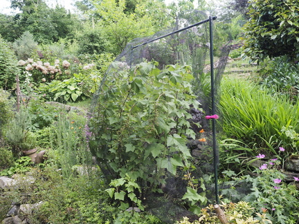 Blackcurrant