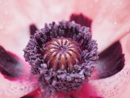Oriental poppy
