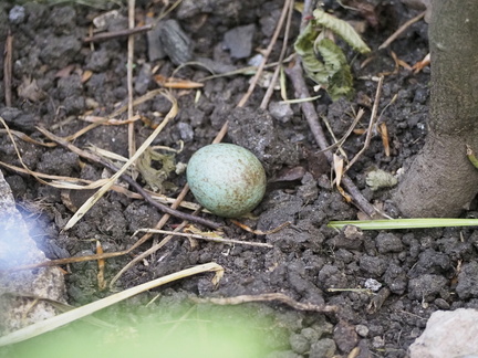 Blackbird egg