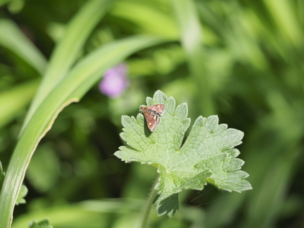 Mint moth