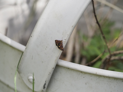 Mint moth