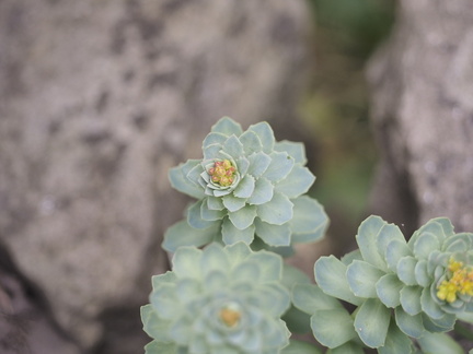 Rhodiola rosea