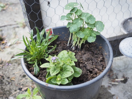 Little flower display by the catio