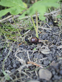 Tree peony seedling