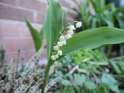 Lily of the valley