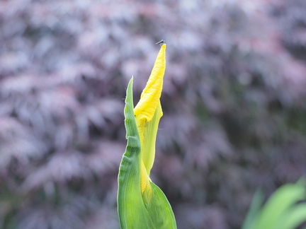 Flag iris
