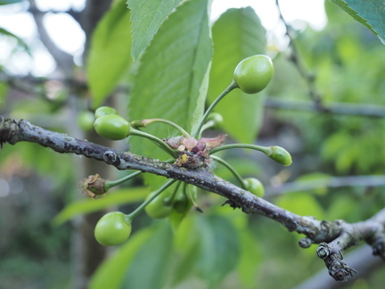 Cherries