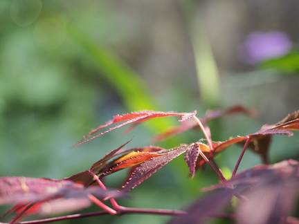 Acer palmatum