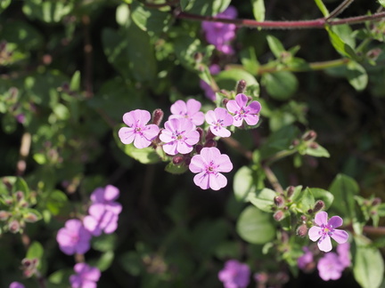 Soapwort