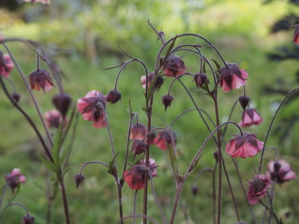 Geum