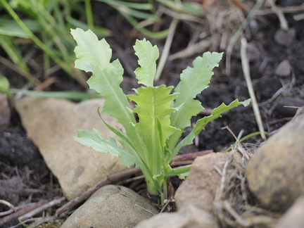 Opium poppy