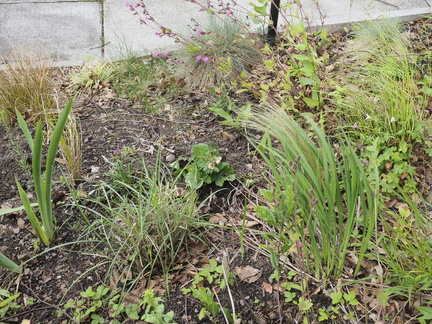 New geum