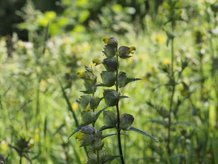 Yellow rattle
