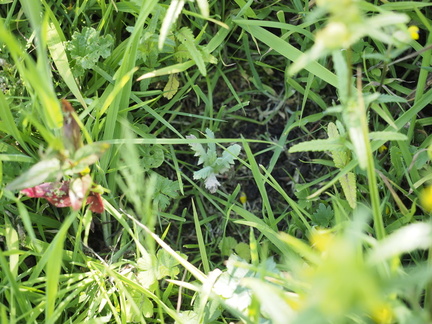 Opium poppy