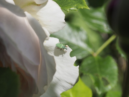Weevil thing on a rose