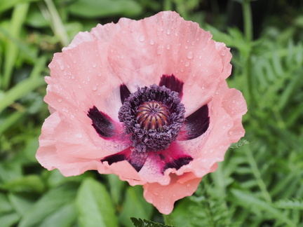 Oriental poppy