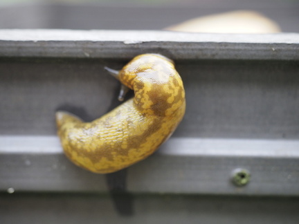 Cellar slug