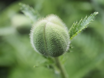 Oriental poppy