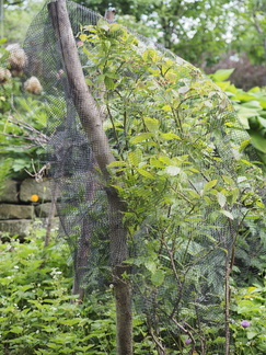 Netted blueberries