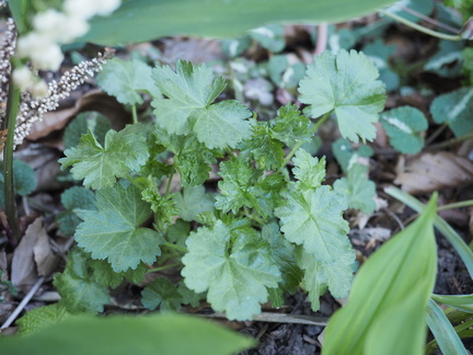 Musk mallow