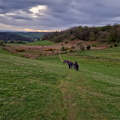 Walkers