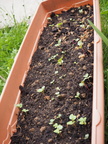 Salad seedlings