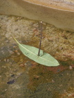 Leaf boat